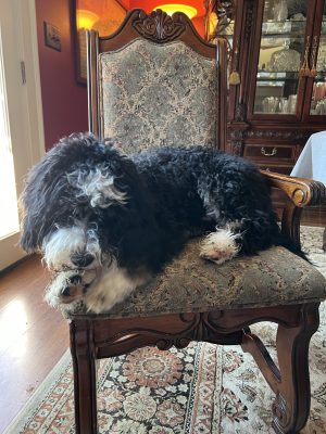 Tucker the Terror....